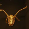 Antlers of a Caribou mounted on a birch panel.