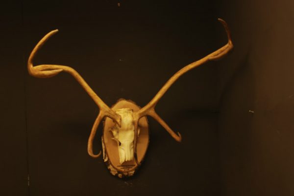 Antlers of a Caribou mounted on a birch panel.
