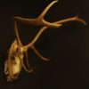 Antlers of a Caribou mounted on a birch panel.