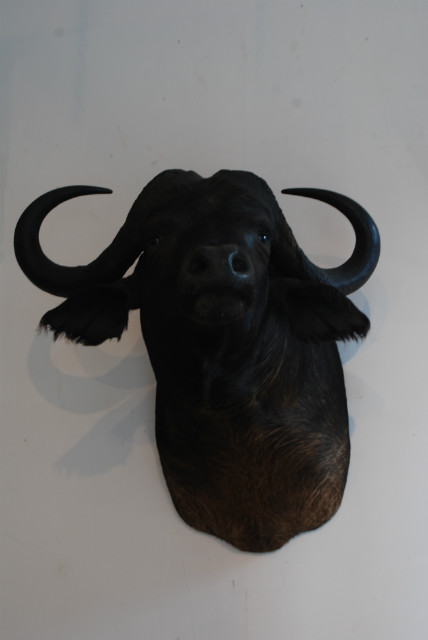 Opgezette kop van een kapitale Kaapse buffel.