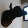 Enormous trophy head of a Cape buffalo.