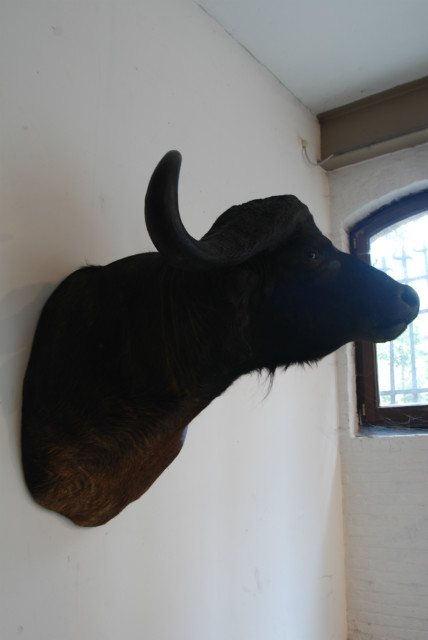 Opgezette kop van een kapitale Kaapse buffel.