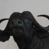 Enormous trophy head of a Cape buffalo.