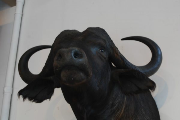 Enormous trophy head of a Cape buffalo.