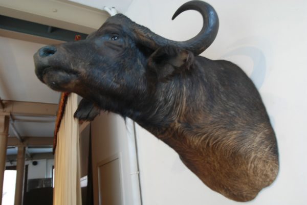 Enormous trophy head of a Cape buffalo.