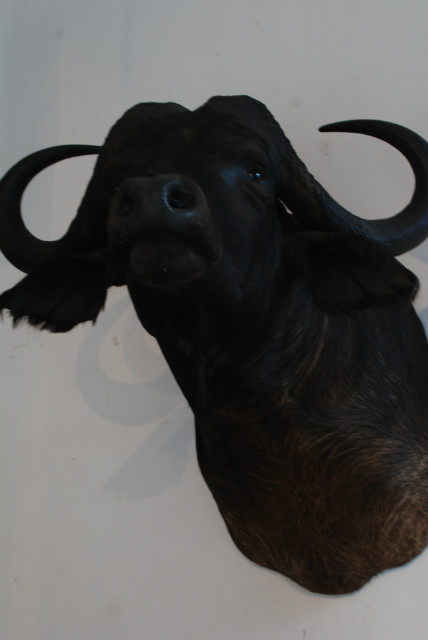 Enormous trophy head of a Cape buffalo.