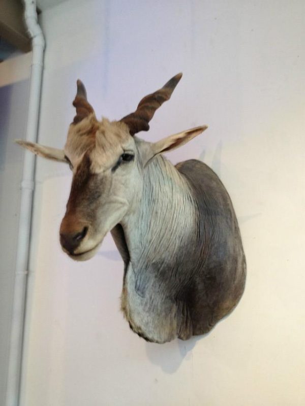 Very big trophy head of an eland antilope. Excelent taxidermy.