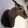 Very big trophy head of an eland antilope. Excelent taxidermy.