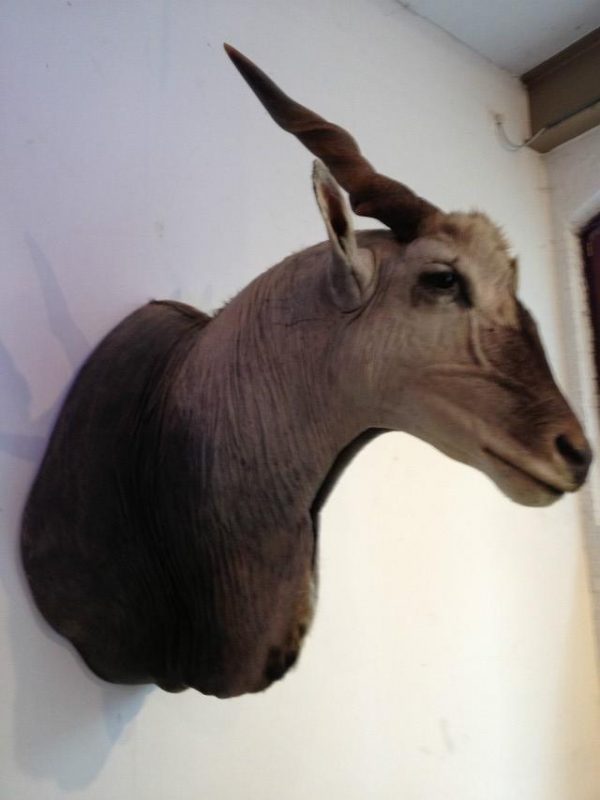 Very big trophy head of an eland antilope. Excelent taxidermy.