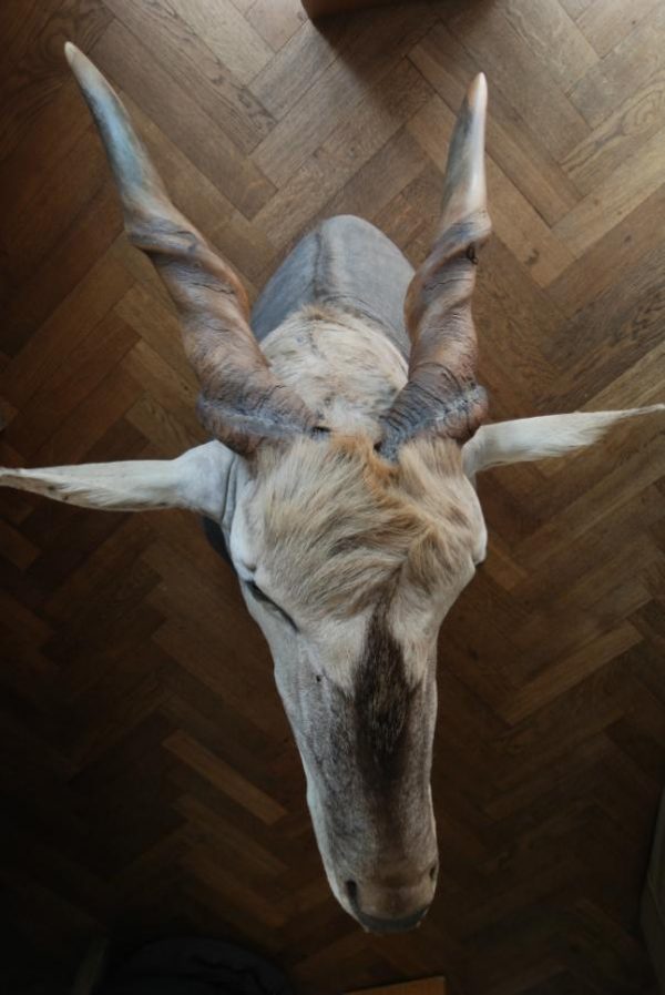 Indrukwekkende opgezette kop van een elandantilope. Jachttrofee.