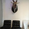 Very big trophy head of an eland antilope. Excelent taxidermy.