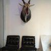 Hunting trophy of a Scandinavian moose