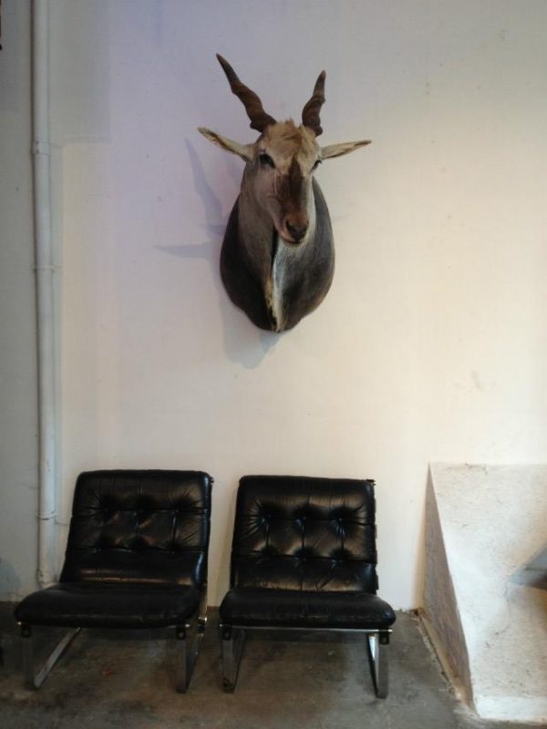 Very big trophy head of an eland antilope. Excelent taxidermy.