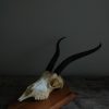 Skull, horns of an impala.