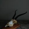 Old skull, horns of a grandgazelle on a hard wooden panel.