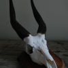 Skull of a bush bock mounted on a wooden panel.