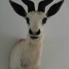 Shouldermount of a white springbock, taxidermy.