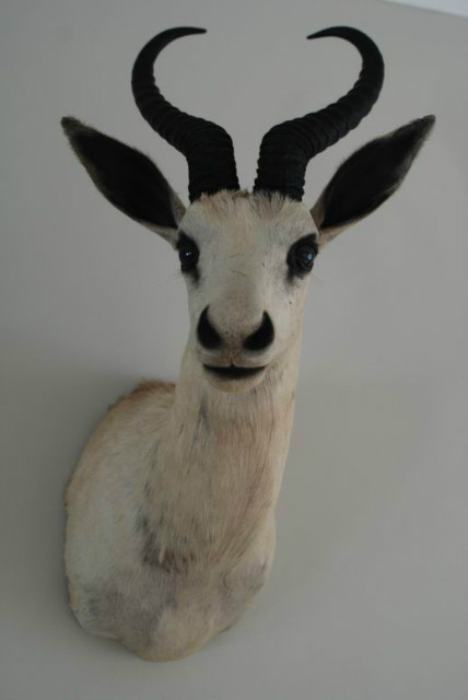 Shouldermount of a white springbock, taxidermy.