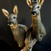 Stunning pair of roe deer. Stuffed roebock and roedeer.