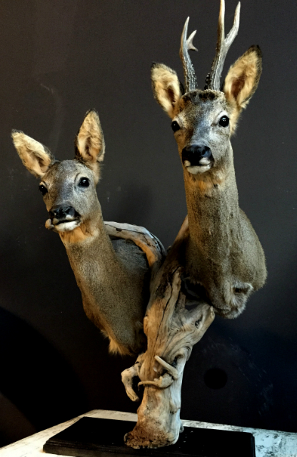 Stunning pair of roe deer. Stuffed roebock and roedeer.