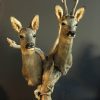 Stunning pair of roe deer. Stuffed roebock and roedeer.