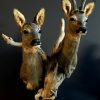 Stunning pair of roe deer. Stuffed roebock and roedeer.