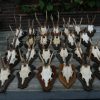 Old lot of roebock antlers. Antlers of roebock.