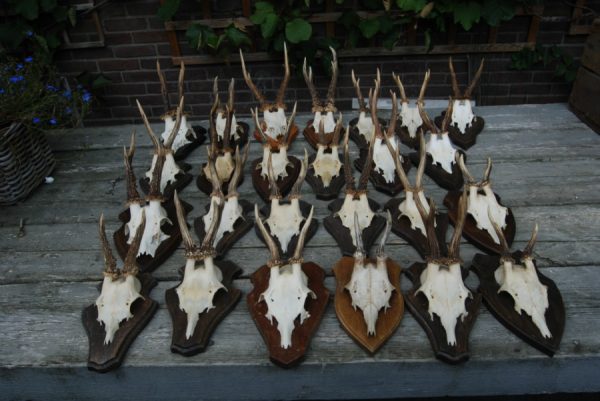 Old lot of roebock antlers. Antlers of roebock.