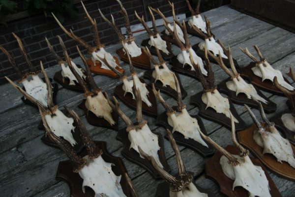 Old lot of roebock antlers. Antlers of roebock.