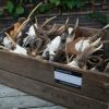 Old lot of roebock antlers. Antlers of roebock.