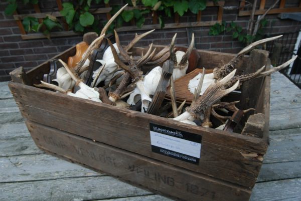 Old lot of roebock antlers. Antlers of roebock.