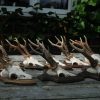 8 big pair of antlers of roebock.