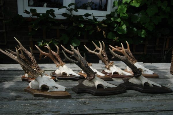 8 big pair of antlers of roebock.