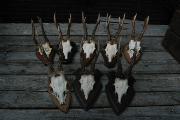 8 big pair of antlers of roebock.