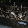 10 very strong antlers of Hungarian roebock.