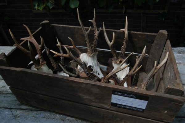 8 big pair of antlers of roebock.