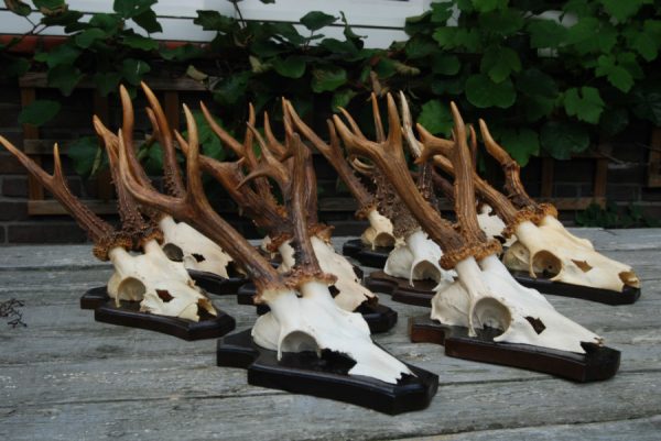 10 very strong antlers of Hungarian roebock.