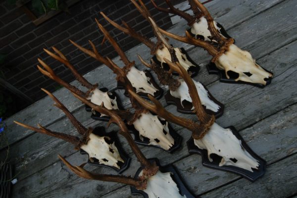 10 very strong antlers of Hungarian roebock.