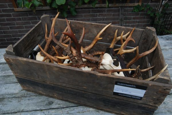 10 very strong antlers of Hungarian roebock.