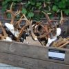 Skull, antlers of a sika deer.