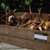 Skull, pair of antlers of a red stag.