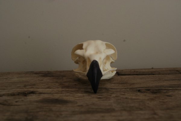Replica skull of a golden eagle. Very lifelike.