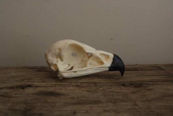 Replica skull of a golden eagle. Very lifelike.