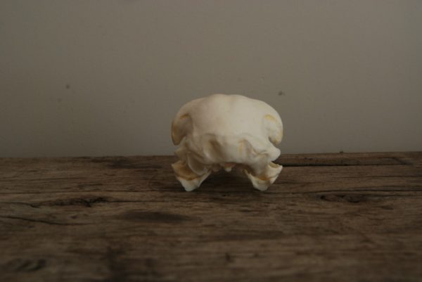 Replica skull of a golden eagle. Very lifelike.