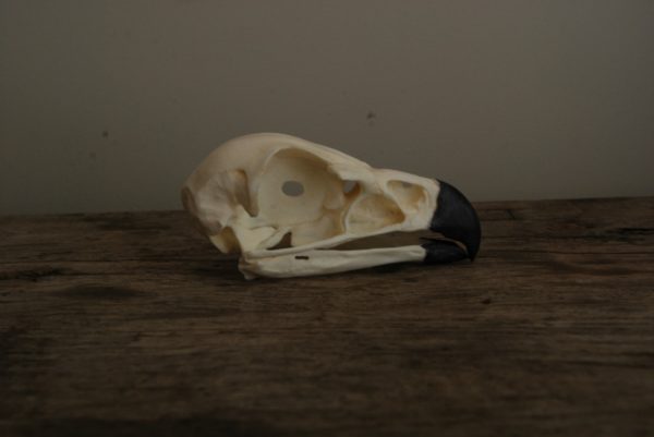 Replica skull of a golden eagle. Very lifelike.