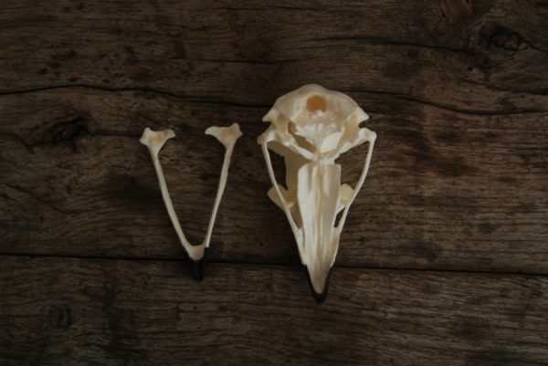 Replica skull of a golden eagle. Very lifelike.