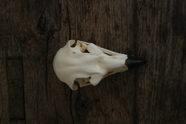 Replica skull of a golden eagle. Very lifelike.