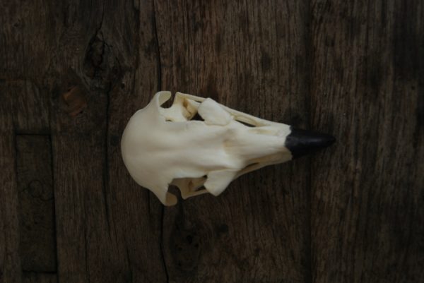 Replica skull of a golden eagle. Very lifelike.