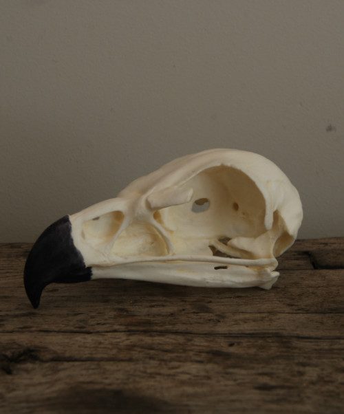 Replica schedel van een steenarend. Afgietsel.