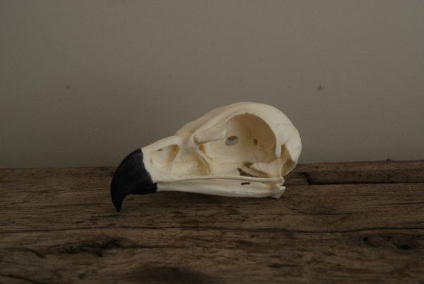 Replica skull of a golden eagle. Very lifelike.